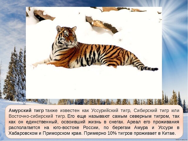 Презентация об амурском тигре